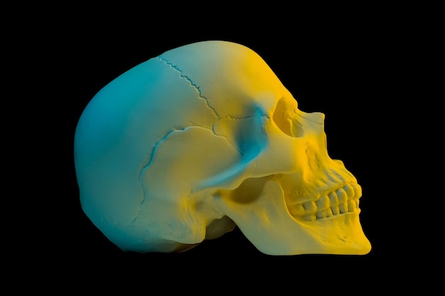 Blue yellow gypsum human skull isolated on black background Plaster sample model skull for students of art schools Forensic science anatomy and art education concept Mockup for drawing design