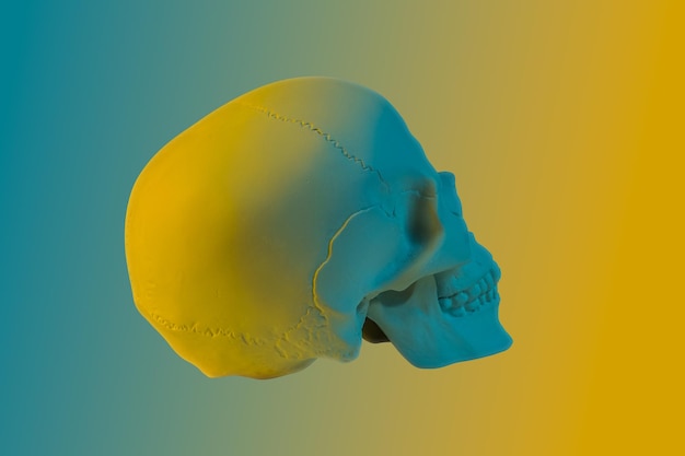 Blue yellow gypsum human skull isolated on colorful background Plaster sample model skull for students of art schools Forensic science anatomy and art education concept Mockup for drawing design