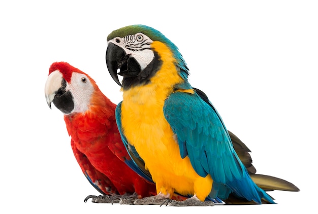 Blue-and-yellow Macaw, Ara ararauna, 30 years old, and Green-winged Macaw, Ara chloropterus, 1 year old, in front of white background