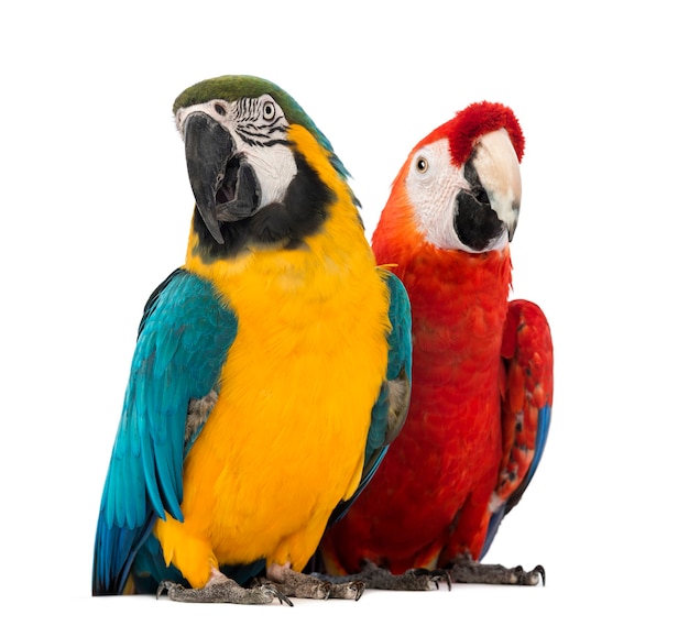 Blue-and-yellow Macaw, Ara ararauna, 30 years old, and Green-winged Macaw, Ara chloropterus, 1 year old, in front of white background