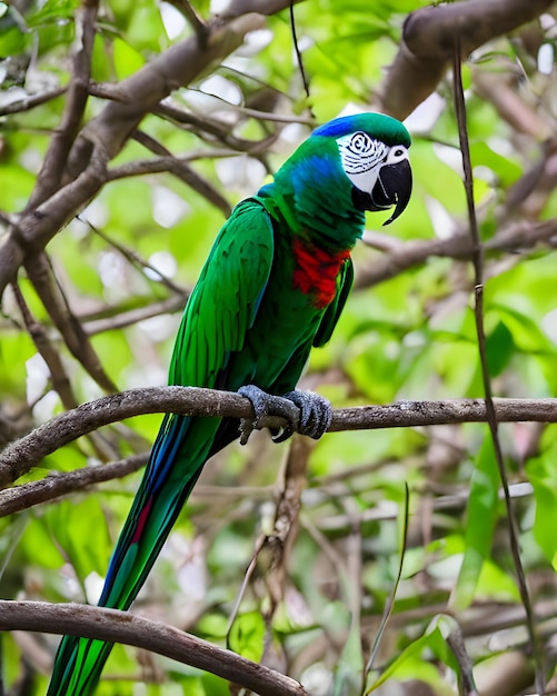 Blue and Yellow Macaw Birds