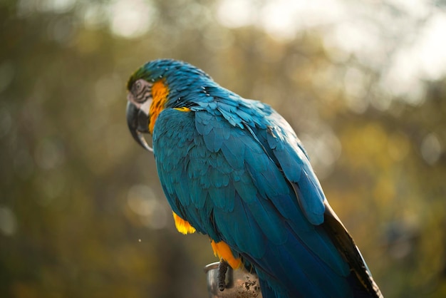 The blue and yellow macaw eating a nut in the zoo