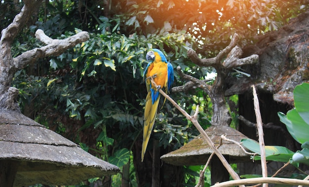 Blue-yellow macaw parrot portrait.