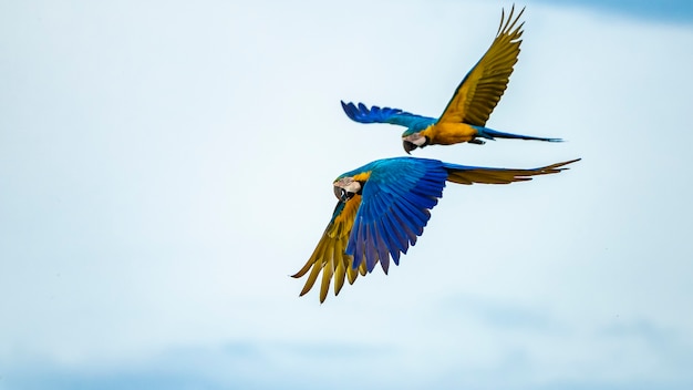 Blue-and-yellow Macaw of the species Ara ararauna