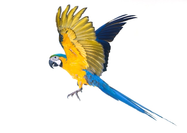 Blue-and-yellow macaw in studio