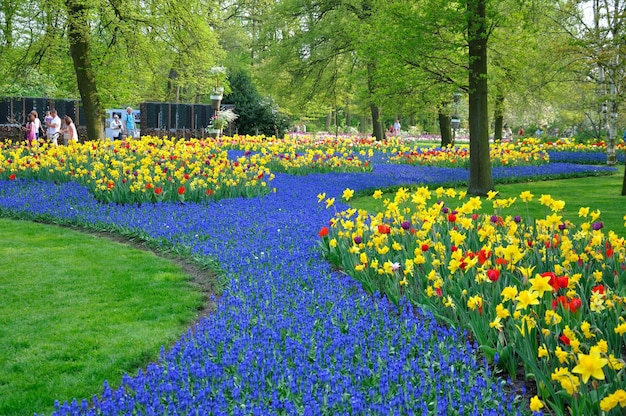 Blue and yellow tulips and daffodils in Keukenhof park in Holland