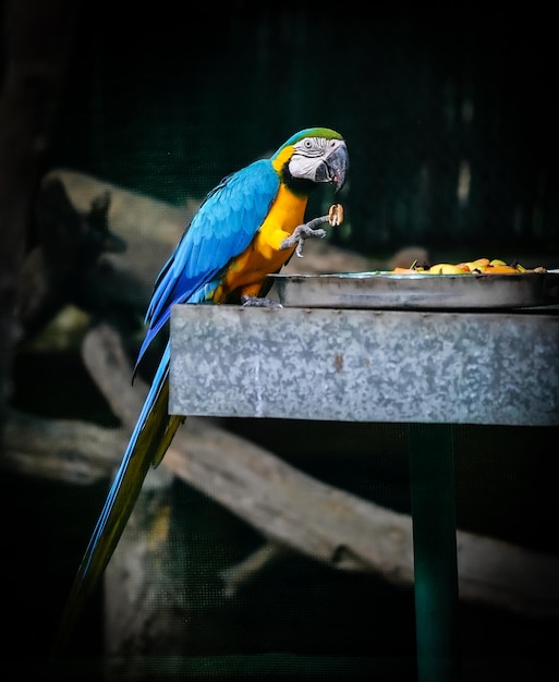 The blueandyellow macaw eating something