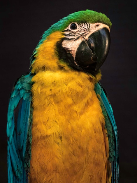 Blueandyellow macaw