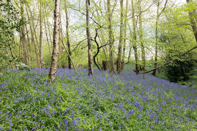 Bluebells flowering in springtime in a wood in East Sussex