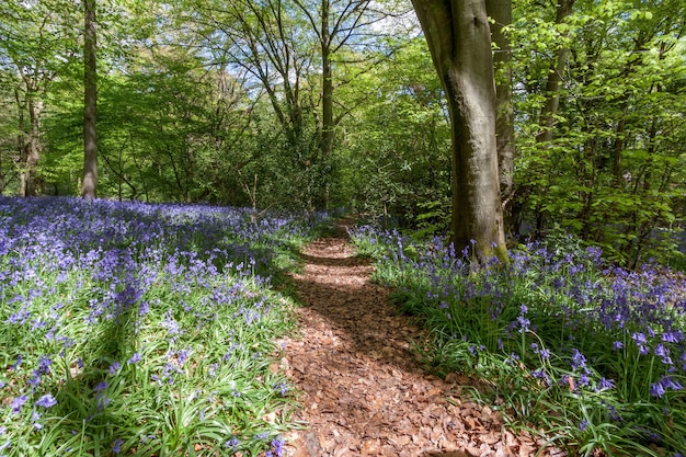 Bluebells in Staffhurst Woods near Oxted Surrey