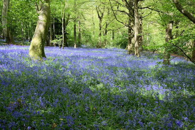 Bluebells in Staffhurst Woods near Oxted Surrey