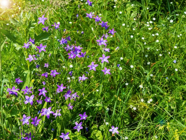 Bluebells and Stellaria graminea in the meadow blue flowers Campanula bononiensis Design elements