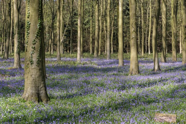 Bluebells in Wepham Wood