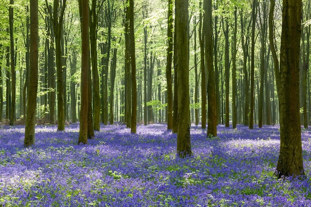 Bluebells in Wepham Woods