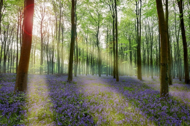 Bluebells in Wepham Woods