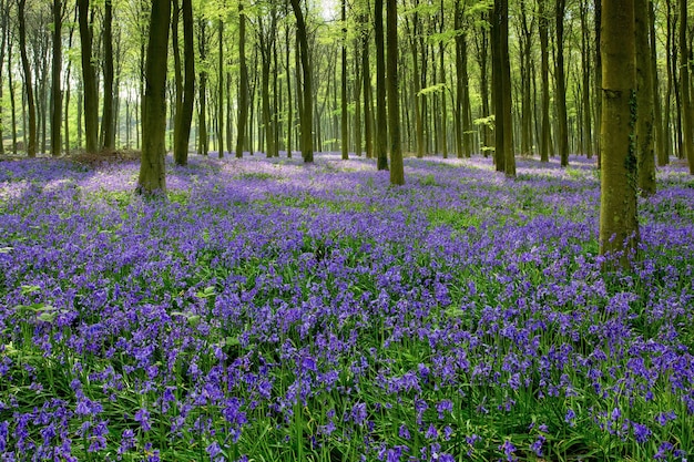 Bluebells in Wepham Woods