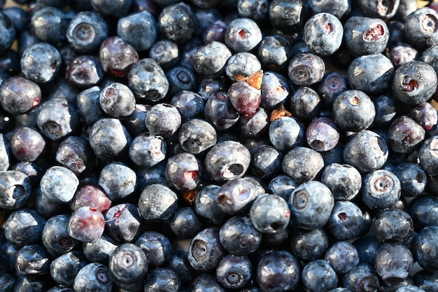 blueberries from the backyard garden