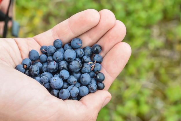 Blueberries in hand