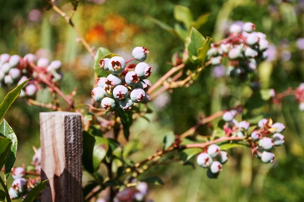 Photo blueberries ripen on bush. harvesting berries in summer and autumn.