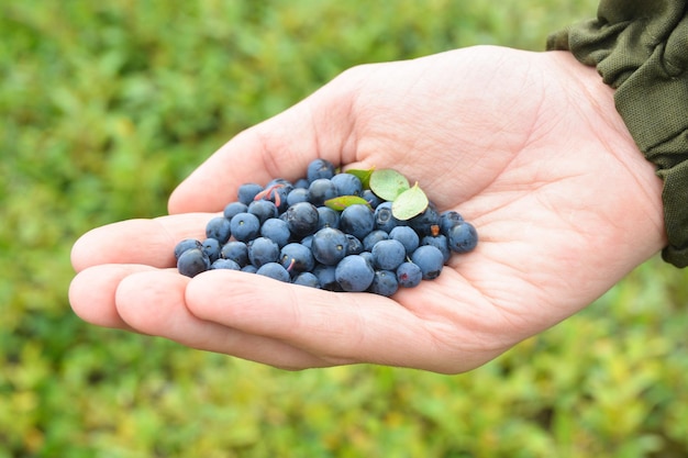 Blueberries in the tundra