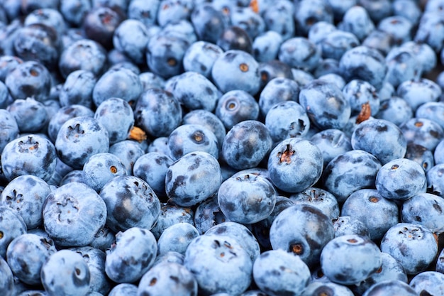 Blueberry background from Freshly picked berries