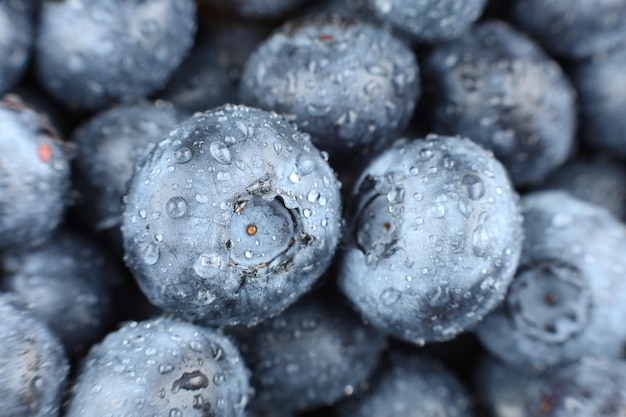 Blueberry berry closeup