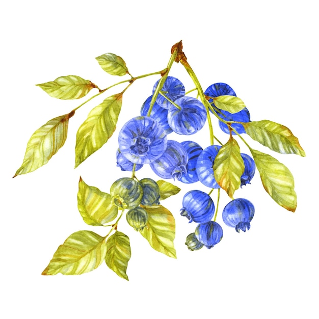 Blueberry branch Berries and leaves on white background Watercolor illustration