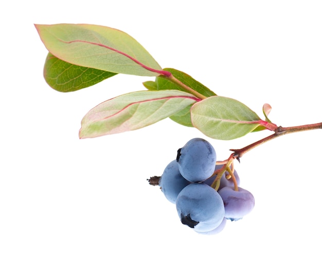 Blueberry branch isolated on white background Bilberry or whortleberry with green leaves Clipping path