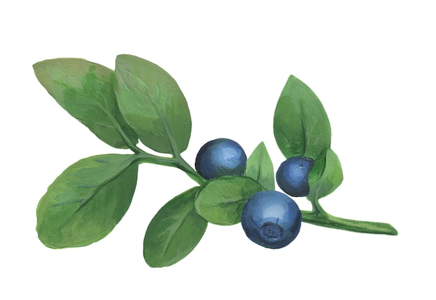 Blueberry branch isolated on white background hand drawn acrylic blueberry