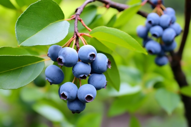 Blueberry a bunch of ripe berries on a background of green foliage