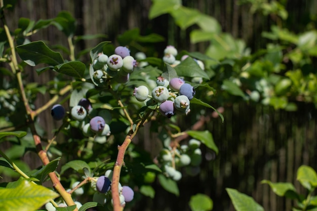 Photo blueberry bush with ripe and unripe berries in summer garden