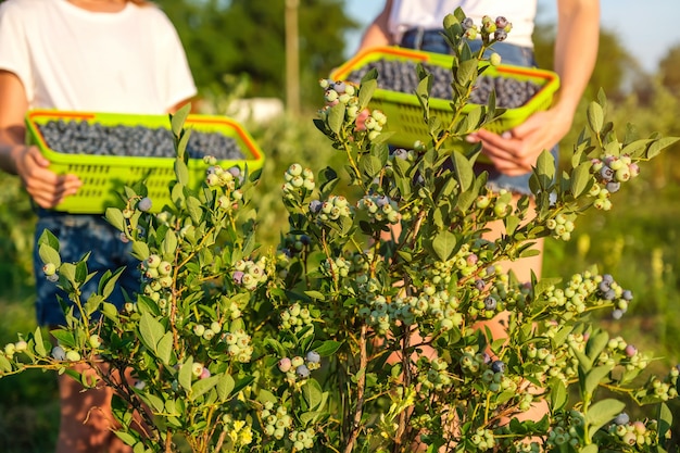 Blueberry bush and a young mother with her daughter picking berries in a basket