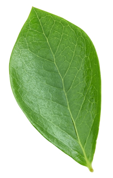 Blueberry leaves isolated on white background. Leaves Clipping Path