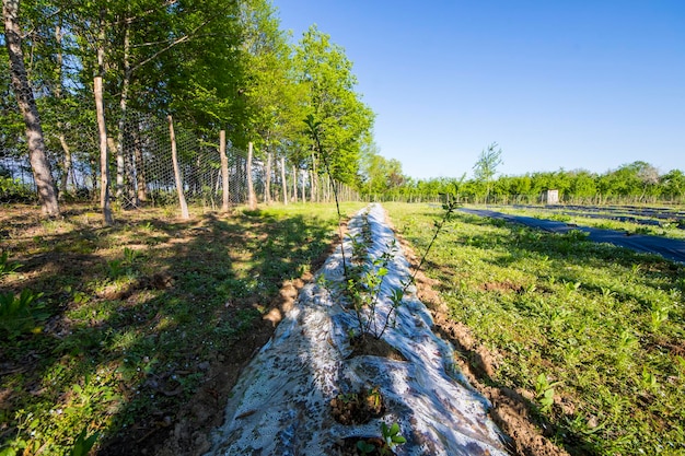 Blueberry plantation field in the farm in Georgia