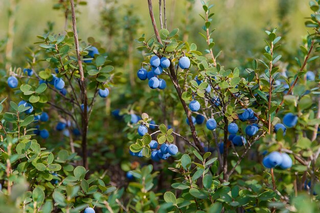 Blueberry twig, blueberry bush in a garden in summer time. Macro perspective, background. Fresh fruits.