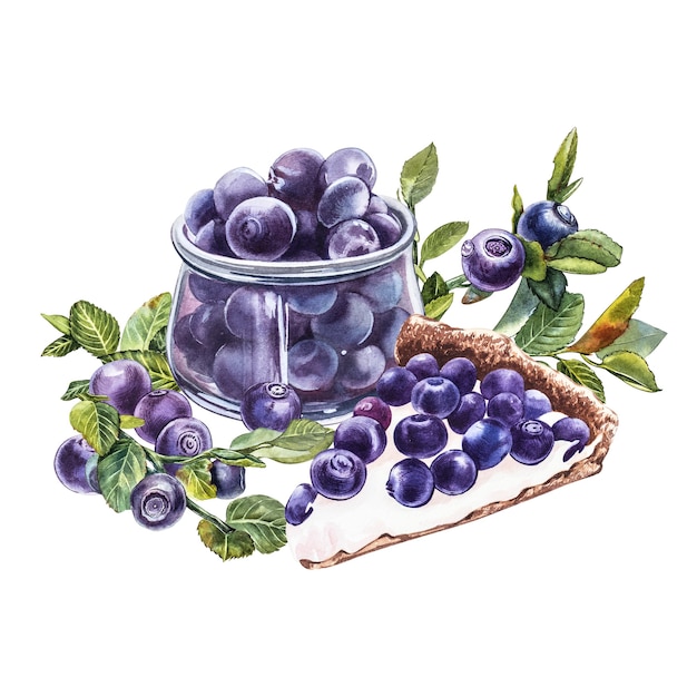 Blueberry. Watercolor botanical illustration. Hand drawn watercolor painting blueberry