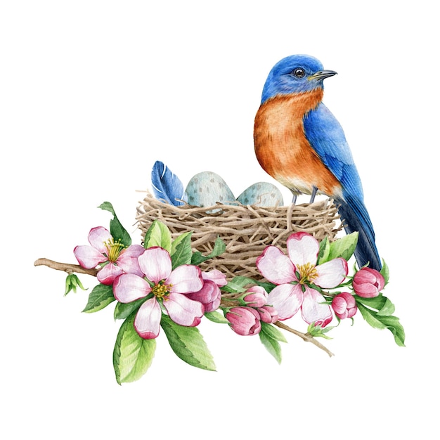 Bluebird in the nest eggs and spring apple flowers Watercolor illustration