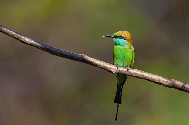 The bluecheeked beeeater Merops persicus