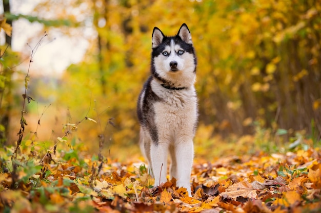 A blueeyed blackandwhite Siberian Husky stands in yellow leaves in an autumn park