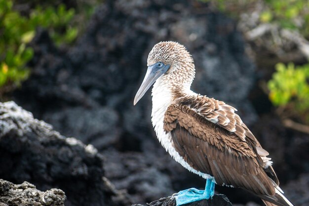 Photo bluefooted booby