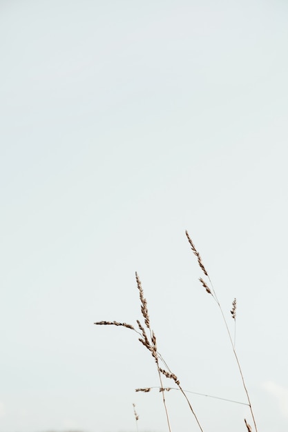 bluegrass stalks against the blue sky. Minimal nature