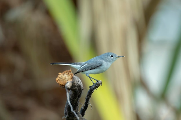 A BlueGray Gnatcatcher bird perched on a tree branch in summer Florida shrubs