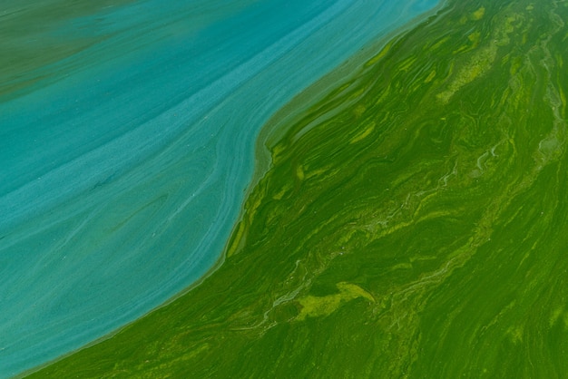 Bluegreen abstract background closeup water pollution by blooming algae Environmental problem