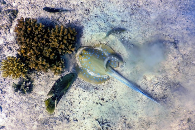 Bluespotted stingray, Bluespotted ribbontail ray (Taeniura lymma) Tropical waters, Marine life