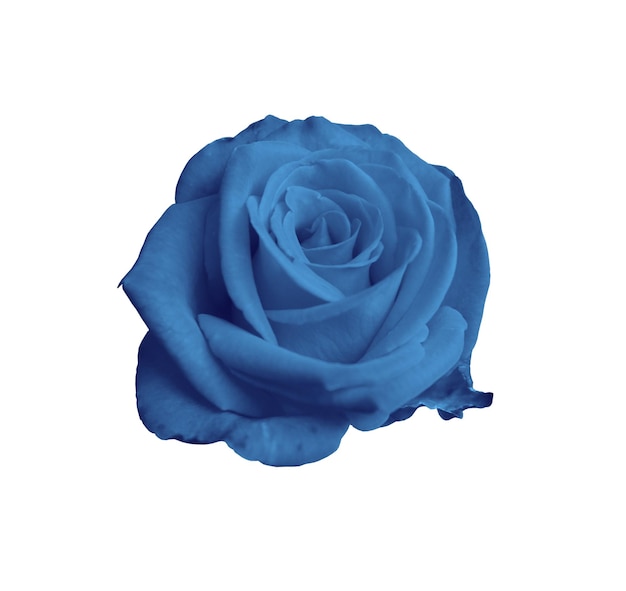 Bluet rose