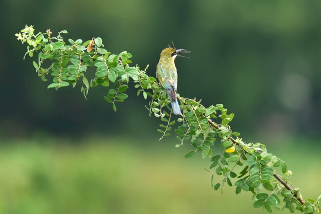 Bluetailed beeeater birdMerops philippinusLinnaeus1766 It is a migratory bird in Thailand