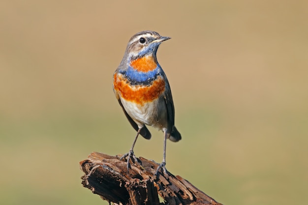 Bluethroat Luscinia svecica Beautiful Male Birds of Thailand