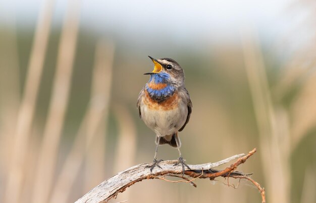 Bluethroat Luscinia svecica A bird sits on a dry branch and sings