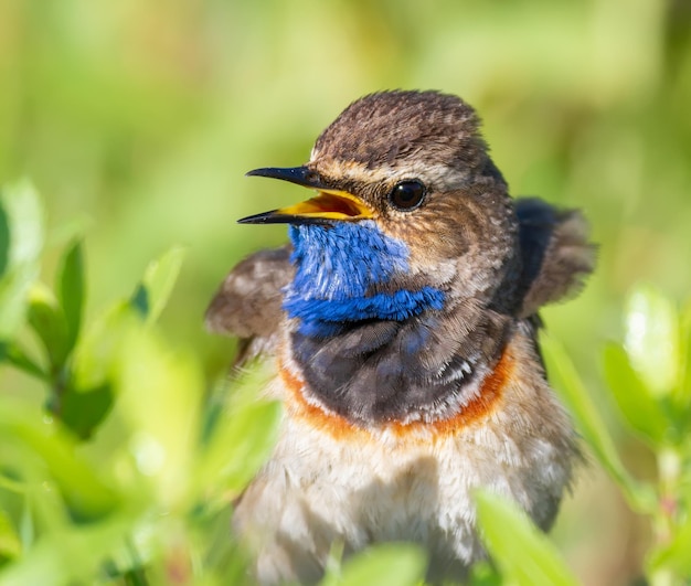 Bluethroat Luscinia svecica Closeup of a bird The male sings sitting on the ground in the midst of grass wildflowers and other plants