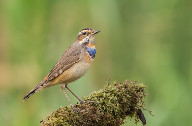 Bluethroat Luscinia svecica on dry branch